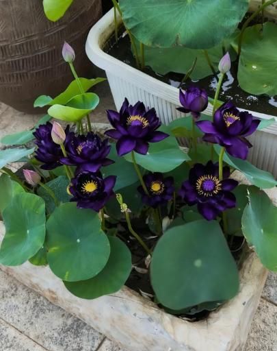 Purple Lotus Seeds - Pack of 20 + Plant Growth Serum