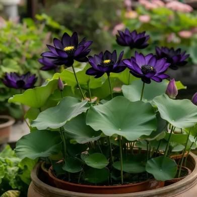 Purple Lotus Seeds - Pack of 20 + Plant Growth Serum